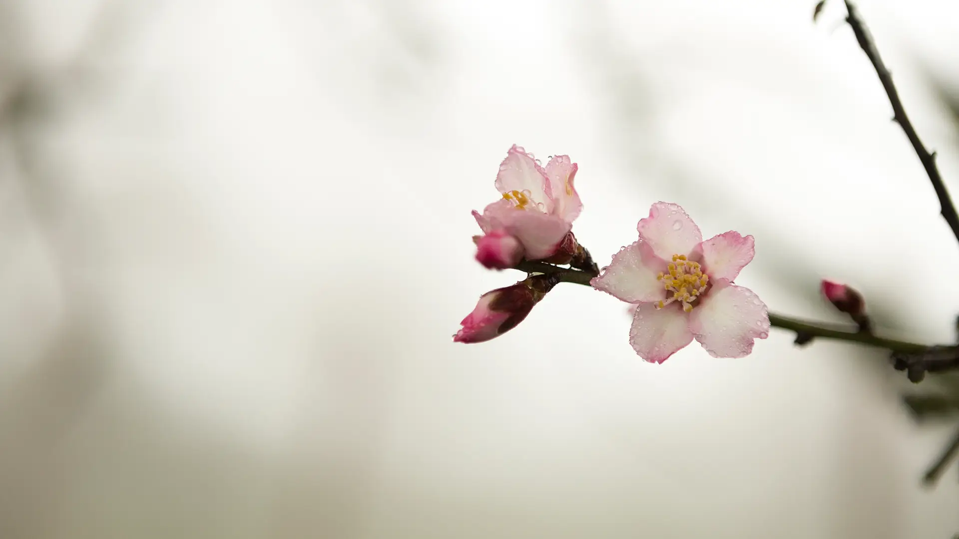Close up twig bloom